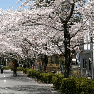 「桜」…例年ですと４月上旬に見頃を迎えます。歩かれても車で通られても最高の場所です。