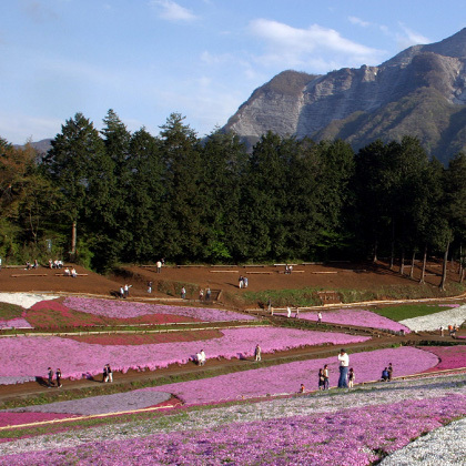 「芝桜」…;ちちぶ路の花スポットの代表格、羊山公園「芝桜の丘」です。４月中旬〜ＧＷ頃が見頃です。