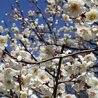 「梅」…長瀞町「梅百花園」では２月中旬〜３月末頃までご覧頂けます。早い時期はロウバイも楽しめます。