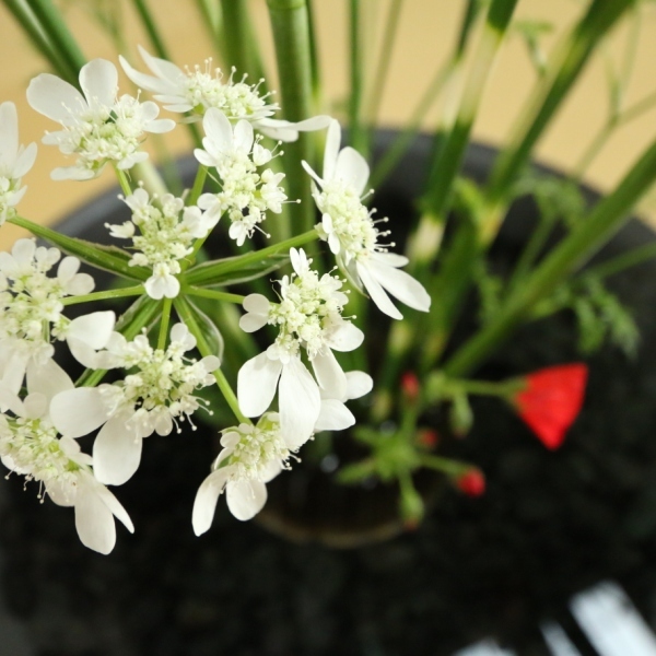 Asama Onsen Onoue no Yu Ryokan Main Image Asama Onsen Onoue no Yu Ryokan, Matsumoto