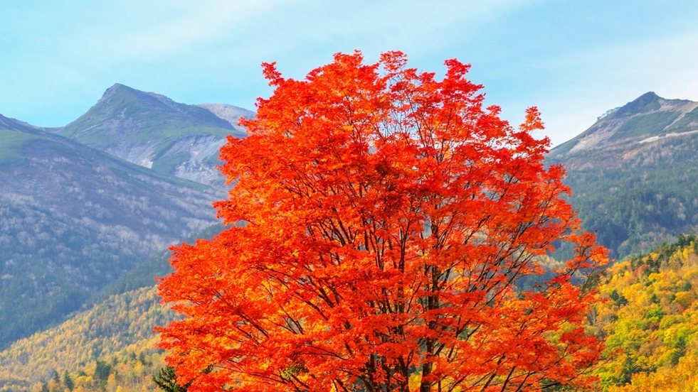 志賀高原の美しい紅葉