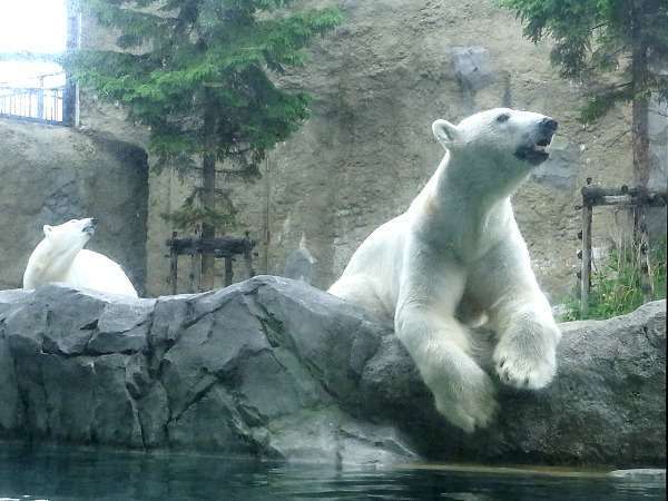 話題の旭山動物園