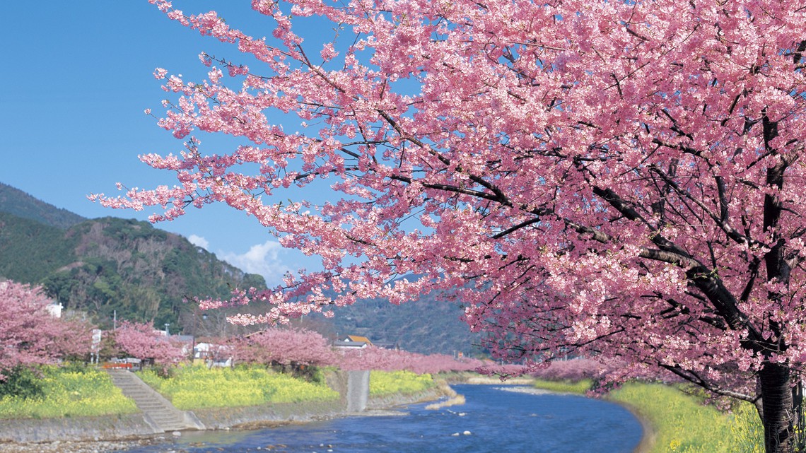 *当館から河津町までお車で約50分毎年、河津桜祭が開催されます。