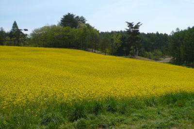 【白馬・春】５月中旬ころが見頃の菜の花畑