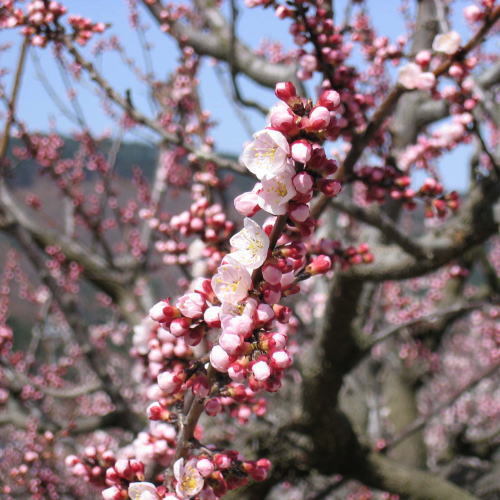 あんずの花