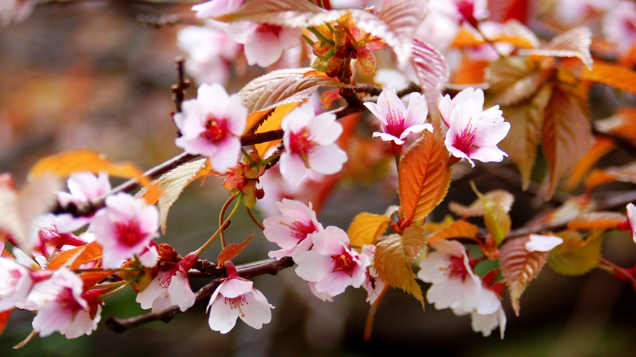 可憐に咲く山桜。