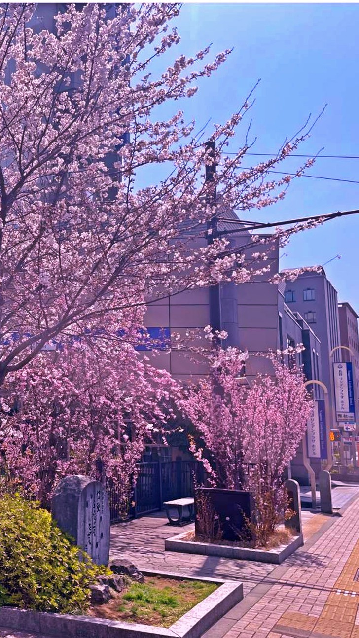 外観と桜