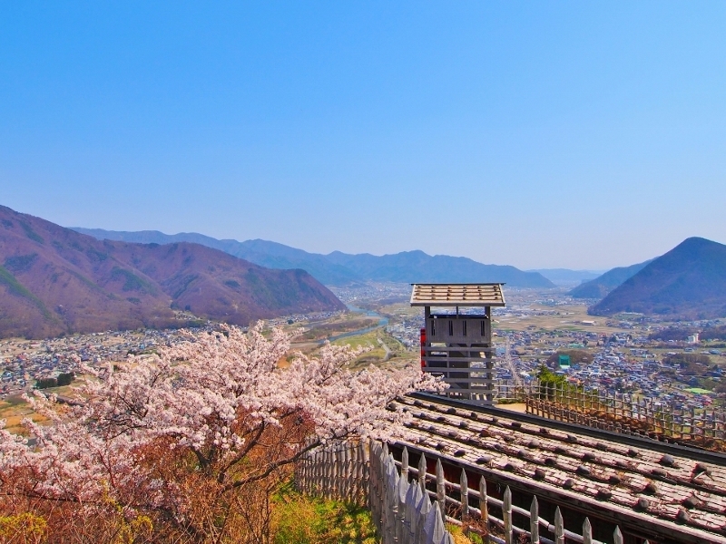 ４月中旬城山史跡公園荒砥城桜（車５分）