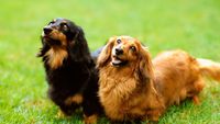 【愛犬同伴限定】オーシャンビュー和洋室で愛犬と贅沢時間♪専用設備完備の絶景プラン