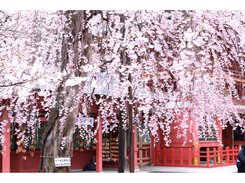 塩釜神社天然記念桜