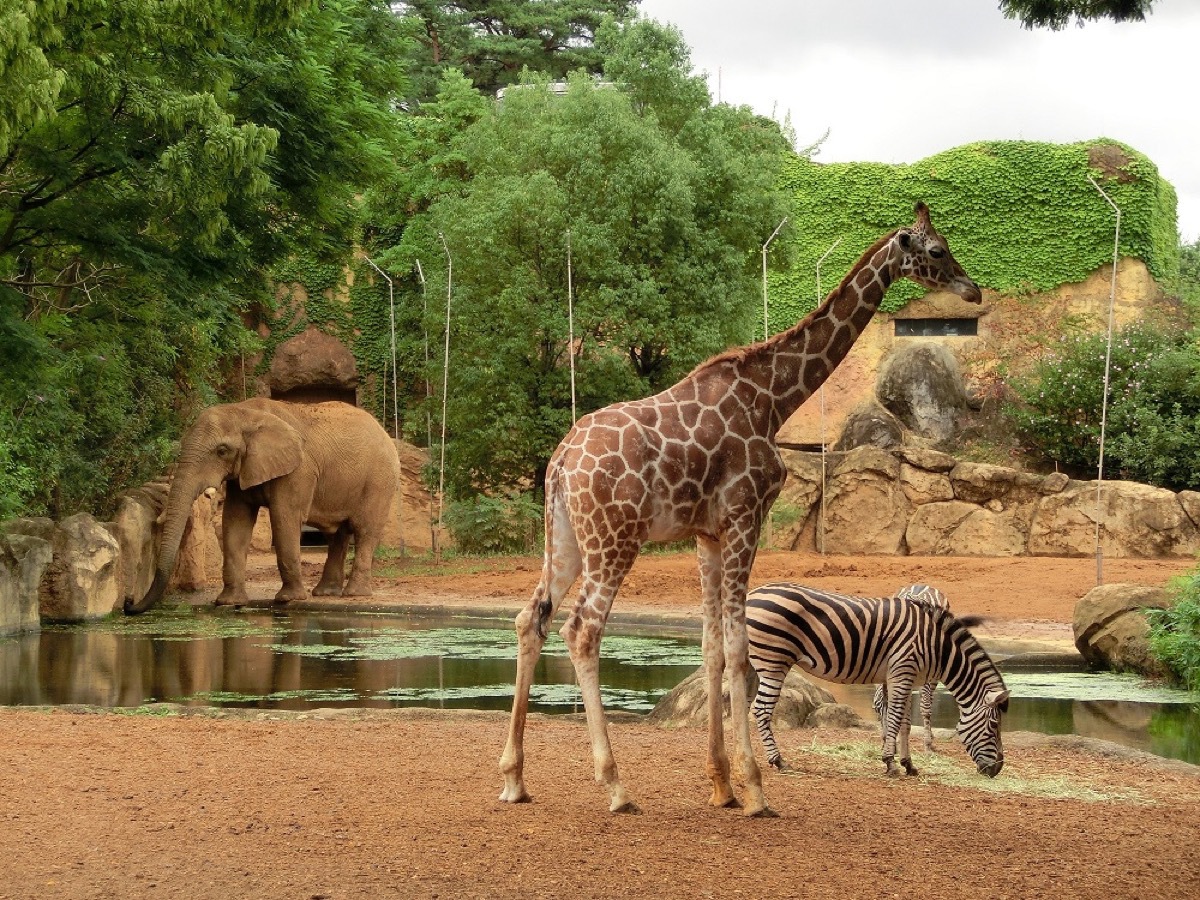 八木山動物公園