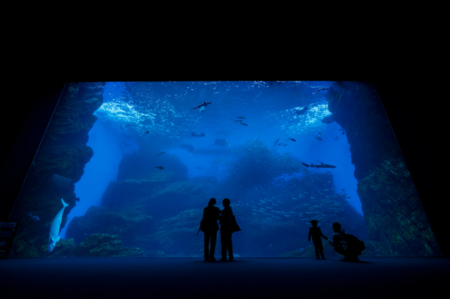 【仙台うみの杜水族館幅】幅14ｍ・水深7.5ｍの大水槽は圧巻です！