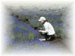 ハーブラベンダー