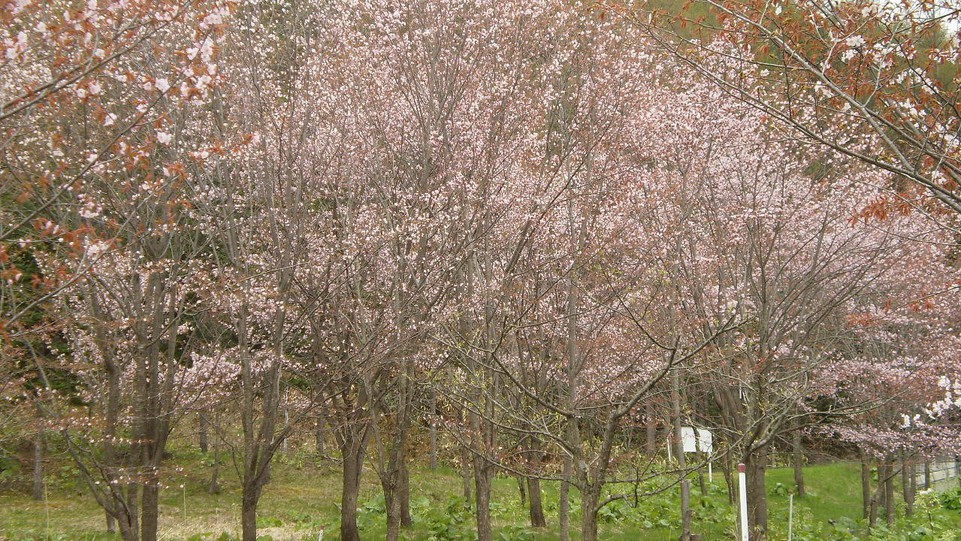 【四季の景観】