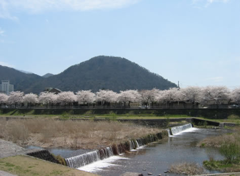 馬見ヶ崎さくらライン