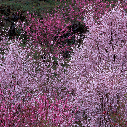 花見山の桜と桃、例年4月中旬が見頃です。（車で30分程）