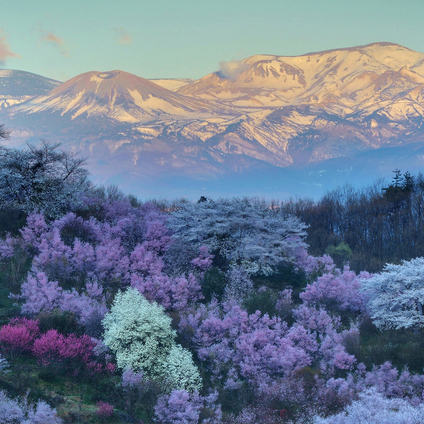 春の花見山と吾妻連峰（車で30分程）