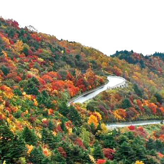 スカイラインの紅葉。例年では10月中旬〜11月下旬が見ごろです。（冬季閉鎖）