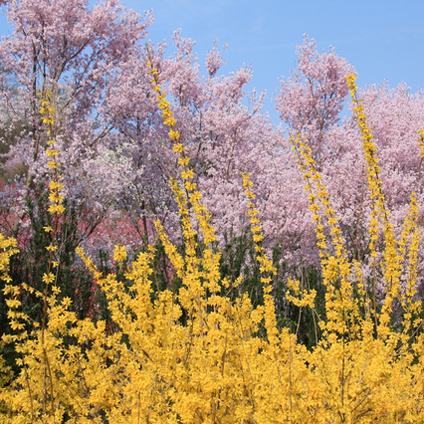 春になると花見山の花々が次々に咲き競います。（車で約30分）