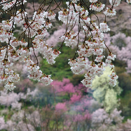 雨の花見山 4月中旬の桜と桃が一緒に咲く頃がおすすめ。