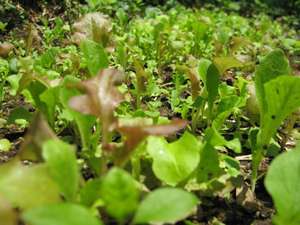 6. 美味しくて安全な食材が基本。温かい季節には我が家の小さな畑で育った野菜もテーブルに登場です。