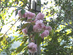 八重桜