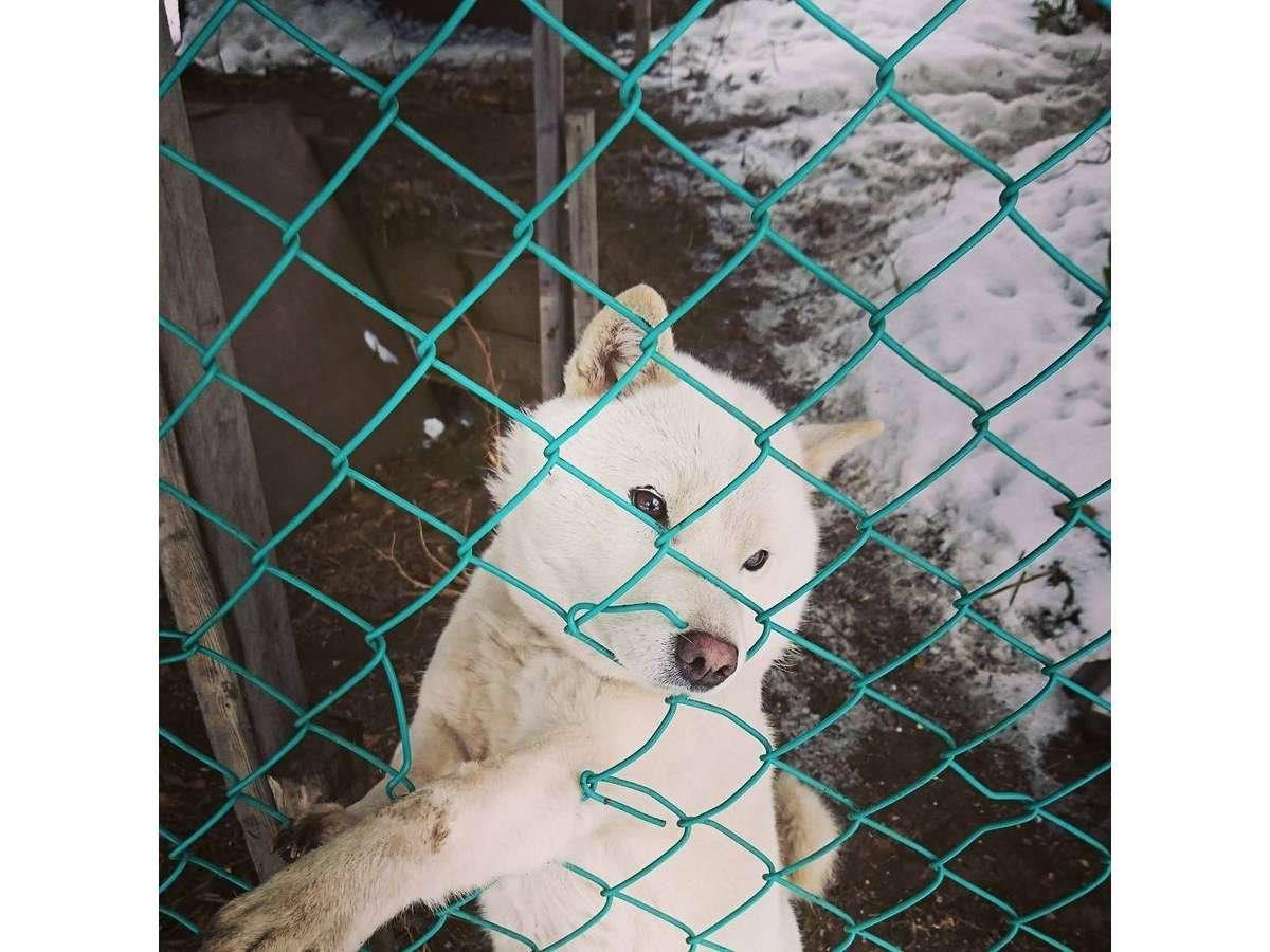 看板犬・ドリーちゃん（北海道犬）人懐こくかわいい子です。