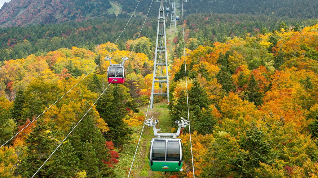 【蔵王ロープウェイ】空から眺める一面の紅葉はロープウェイならでは