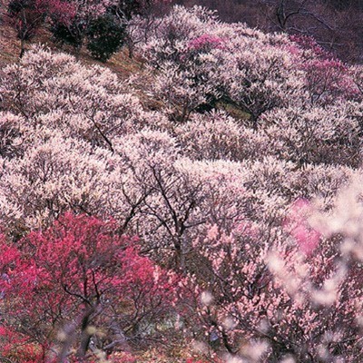 ４０００本の紅白梅が織りなす、美しい風景【湯河原梅林】