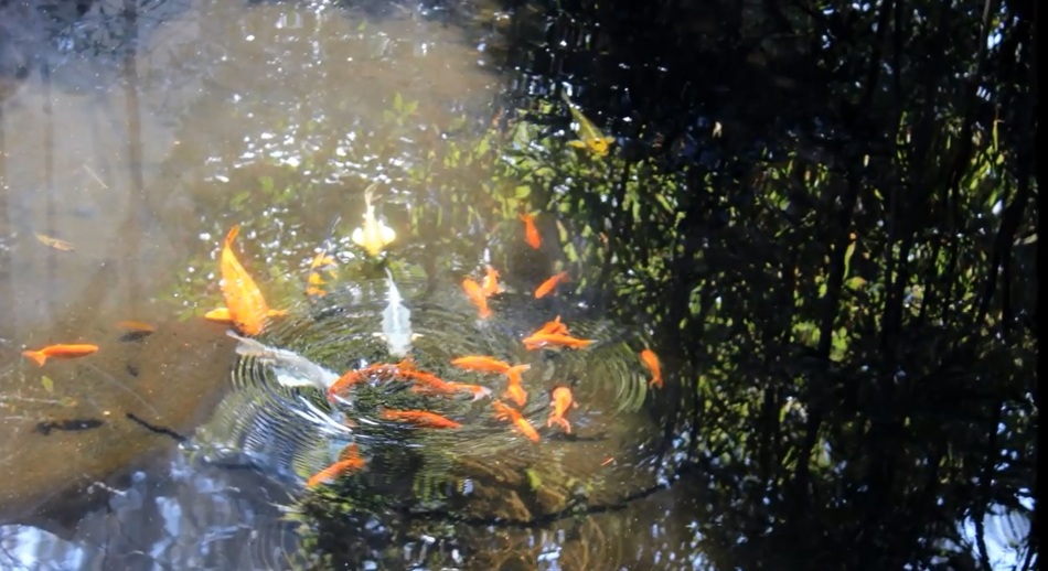 温泉で泳ぐ鯉たち
