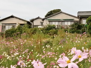 コスモス畑からの外観