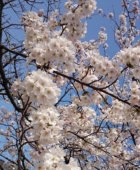 市内最上公園の桜