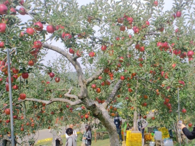 松井農園りんご狩り