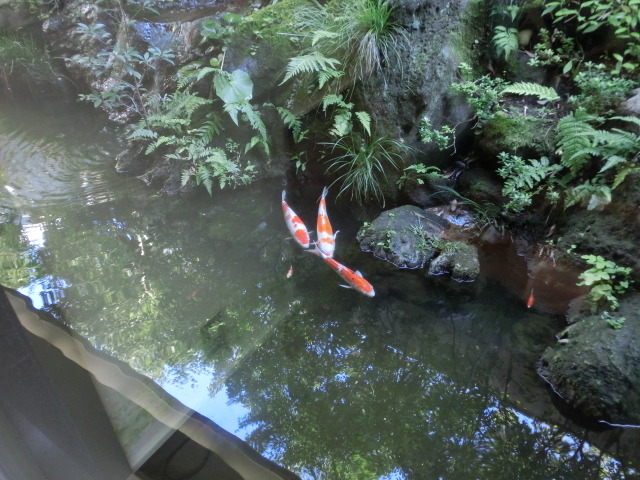 大浴場、マッサージ室からは鯉もご覧頂けます。