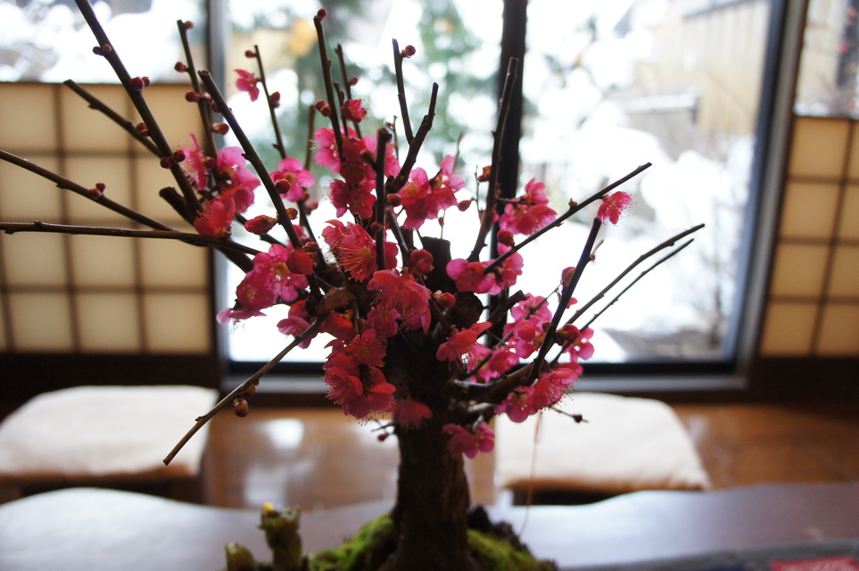 館内を彩る季節の草花