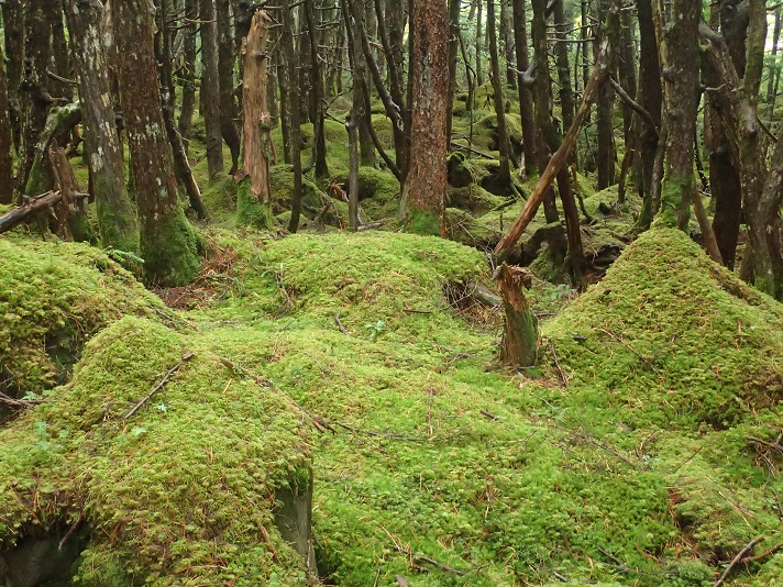 This photo about Seitaiso shared on HyHotel.com