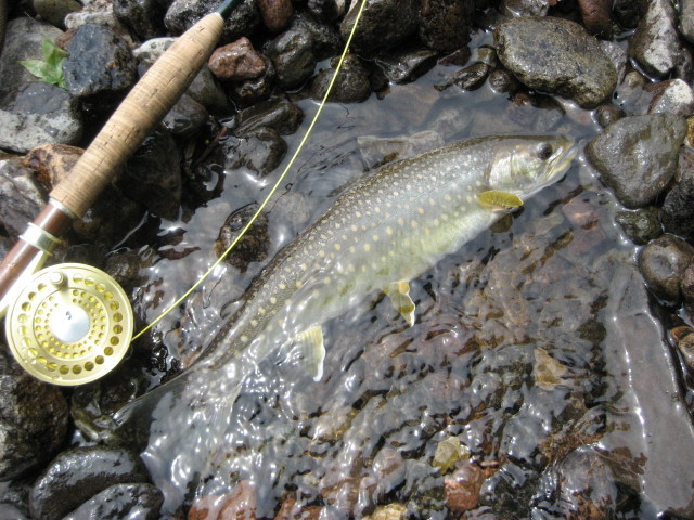 フライアメマス