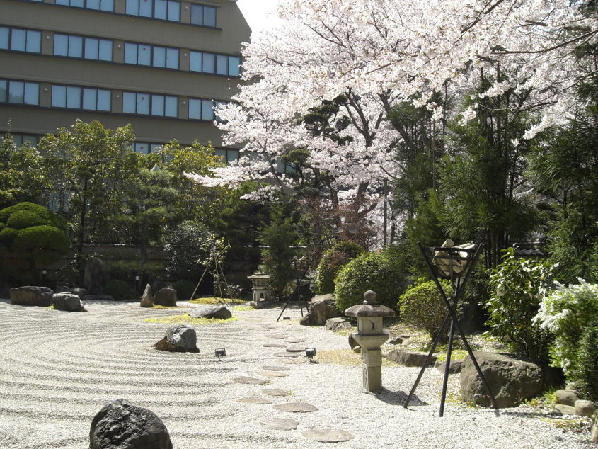 桜の写真