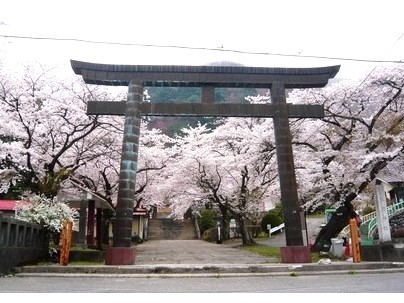 鬼怒川護国神社のソメイヨシノ【４月中旬頃開花】