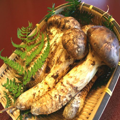 秋の味覚の王様「松茸」