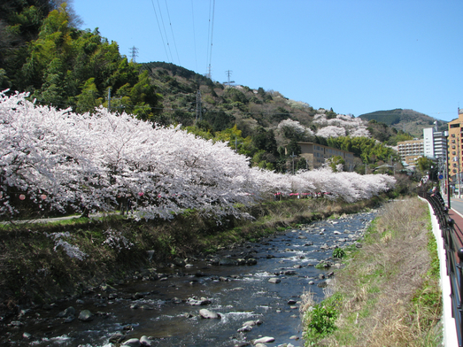 千歳川桜並木のトンネル