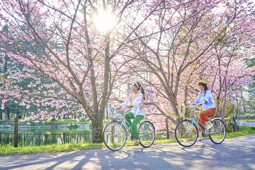【ホテルエリア】春には桜の見どころスポットをサイクリングで周遊。