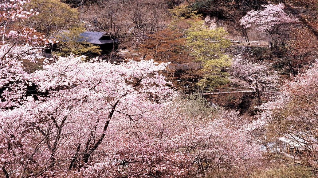 桜咲く春の宝川