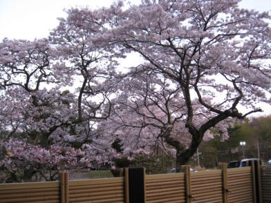 お風呂からのお花見