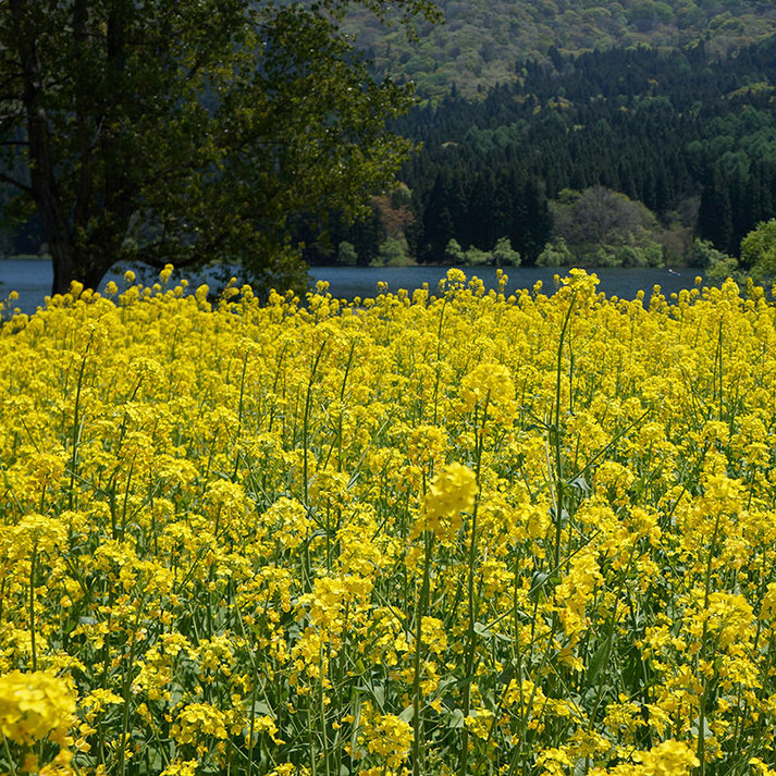 北竜湖と菜の花