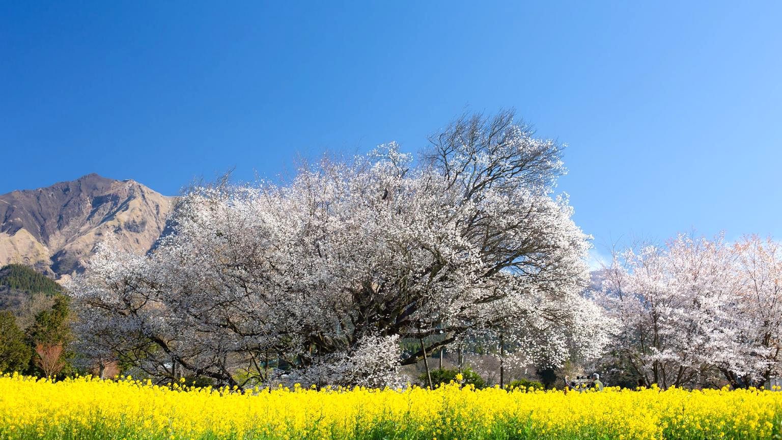熊本からの方は、一心行の大桜へ立ち寄ってみては！菜の花と阿蘇山との共演！（3月下旬〜4月上旬）