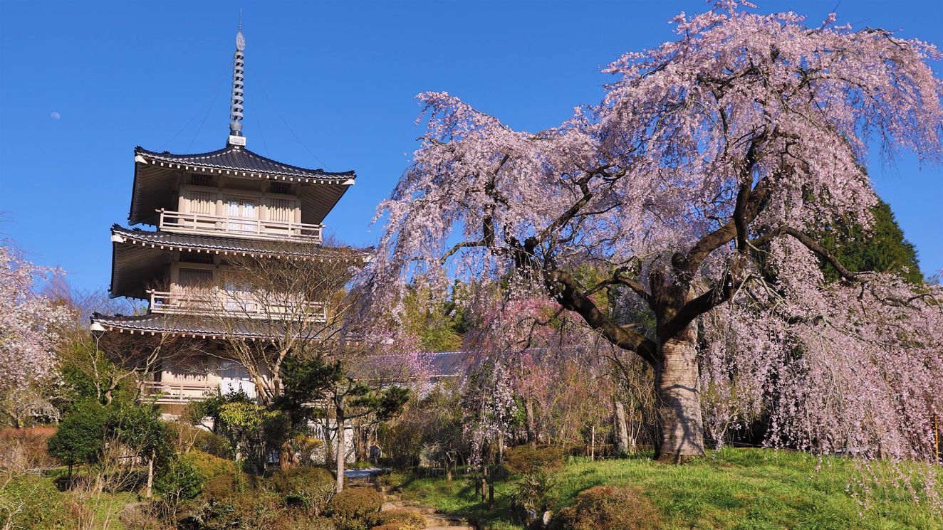 お車で20分の五ヶ瀬町浄専寺には樹齢約300年のしだれ桜があります（3月下旬〜4月上旬）