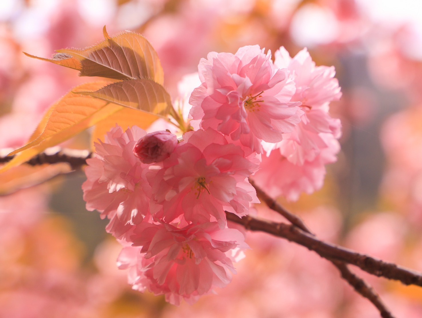 ２０２４年、桜