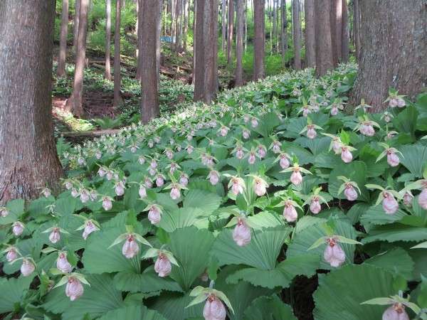 山草園、くまがい草