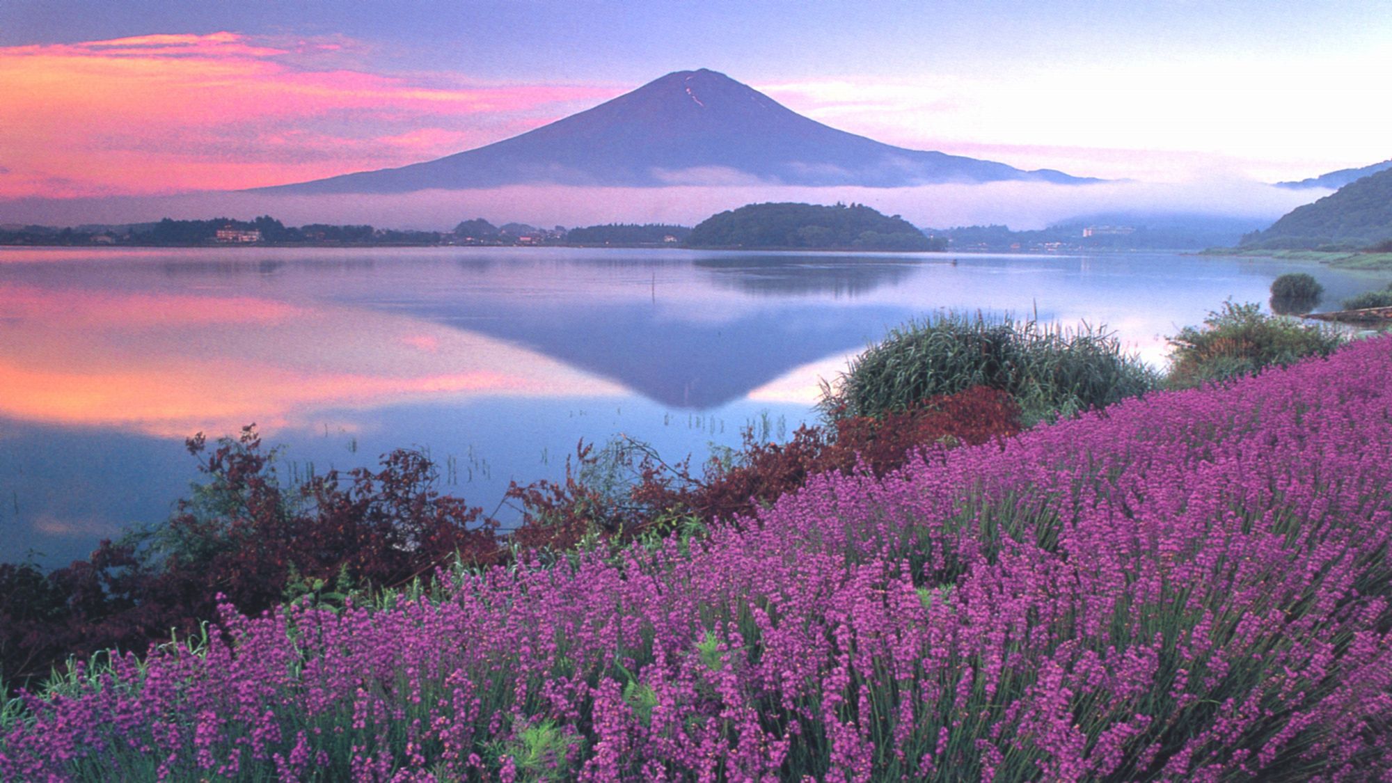 朝焼けの富士山とラベンダー＜夏＞（写真提供：富士河口湖観光課）